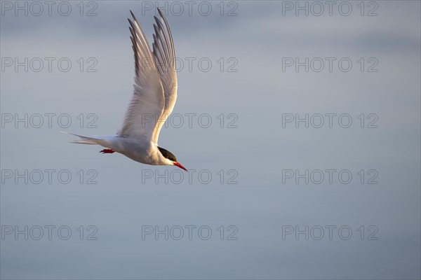 Arctic tern