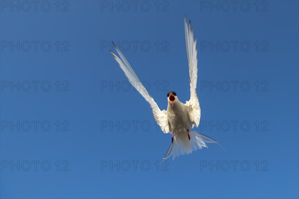 Arctic tern
