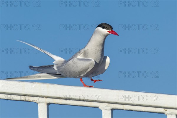 Arctic tern