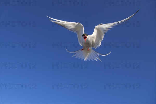 Arctic tern