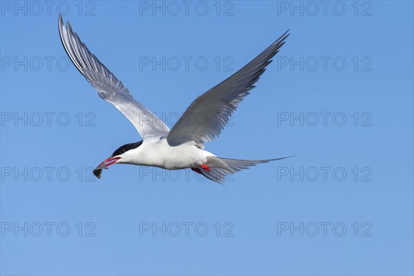 Arctic tern