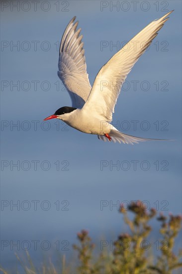 Arctic tern