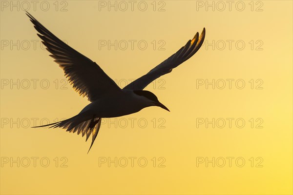 Arctic tern