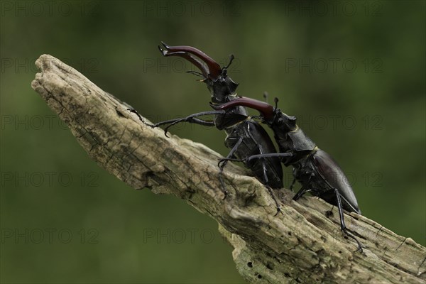 Stag beetle