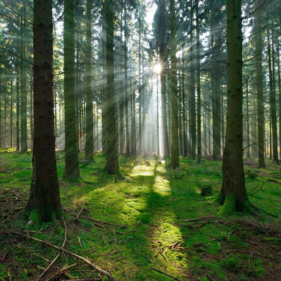 Typical spruce forest in the Harz Mountains