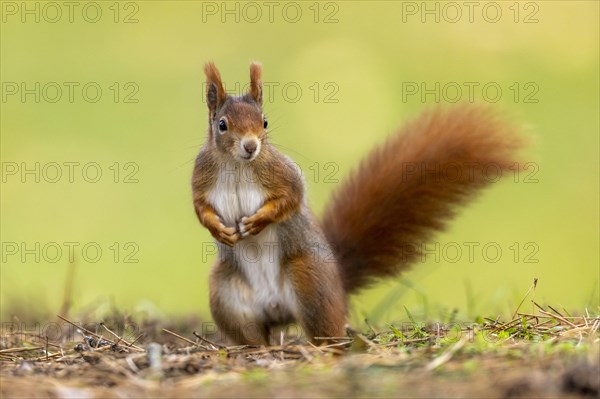 Eurasian red squirrel