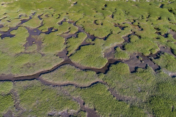 Salt marshes in front of the dike