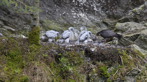 Peregrine falcon Falcon