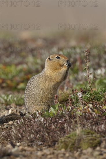 Arctic ground squirrel