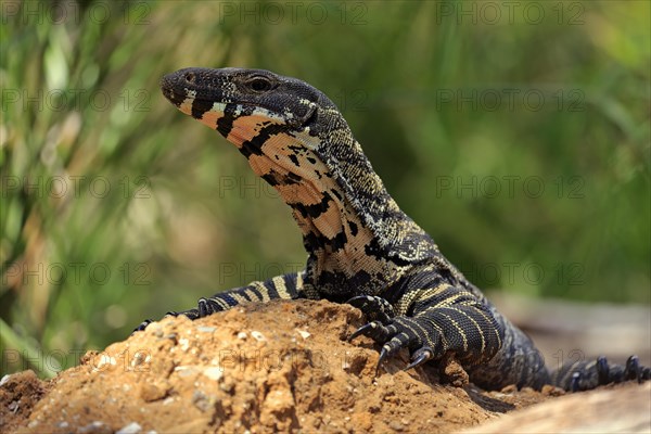 Lace monitor a