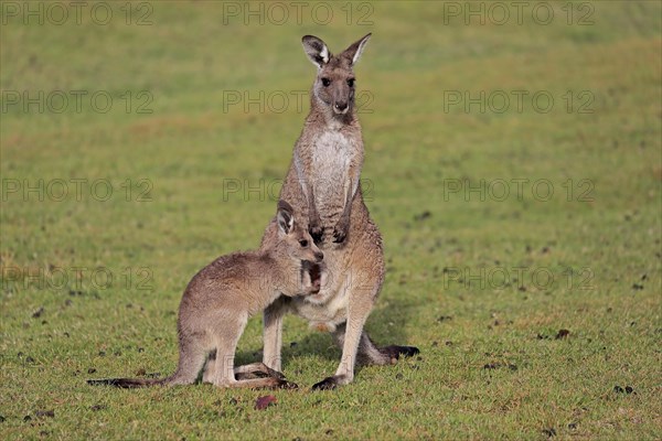 Eastern giant grey kangaroo