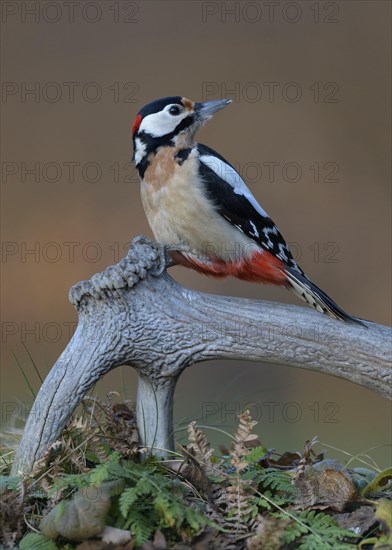 Great spotted woodpecker
