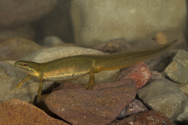 Common newt