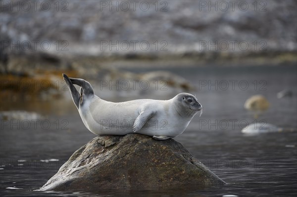 Harbor seal