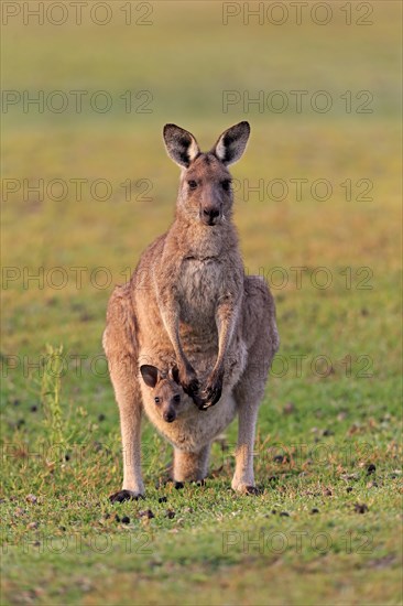 Eastern giant grey kangaroo