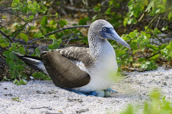 Blue-footed booby