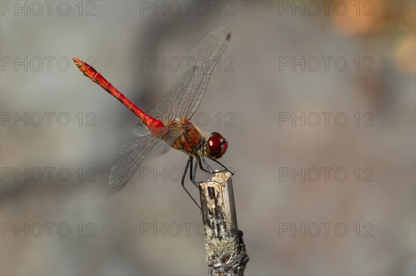 Blood Ruddy Darter