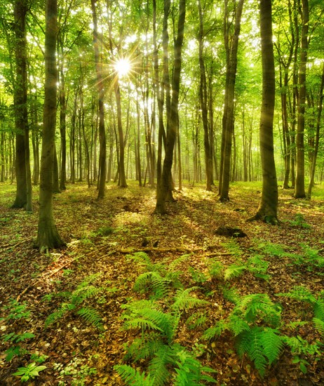 Light-flooded beech forest