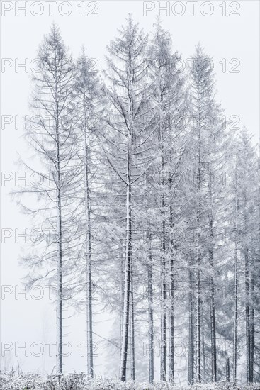 Spruce forest with snow and fog in the Harz mountains