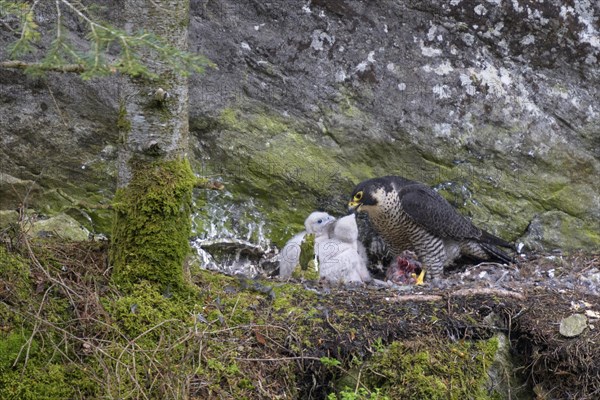 Peregrine falcon Falcon
