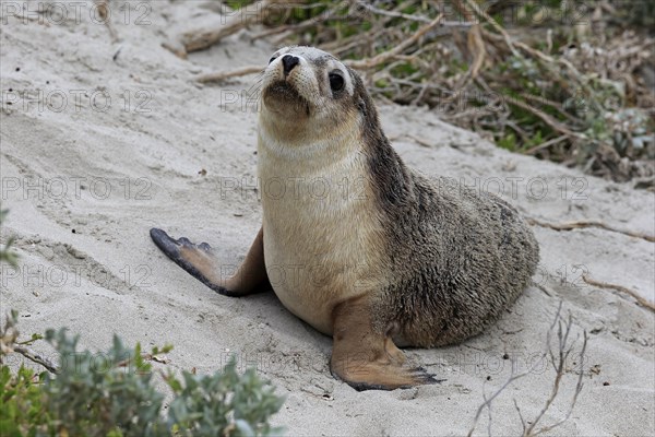 Australian sea lion