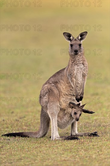 Eastern giant grey kangaroo