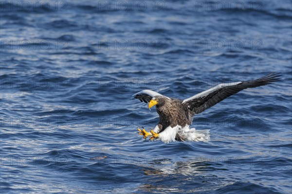 Steller's sea eagle