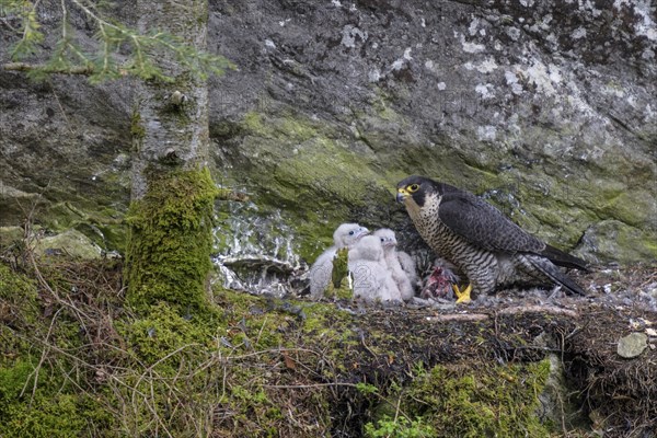 Peregrine falcon Falcon