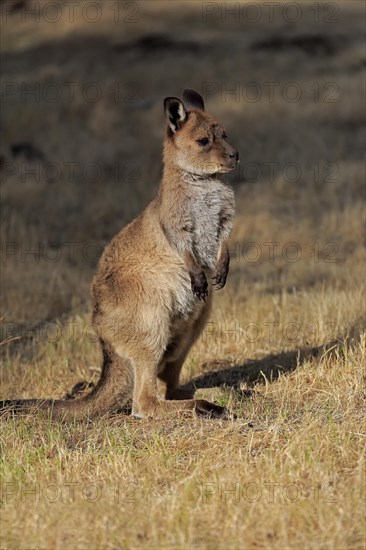 Kangaroo Island kangaroo