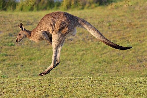 Eastern grey kangaroo