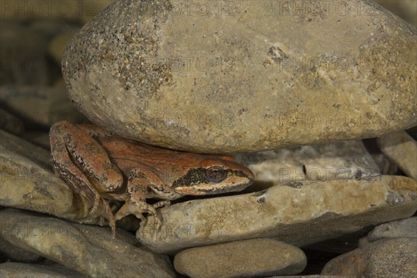 Pyrenean Frog