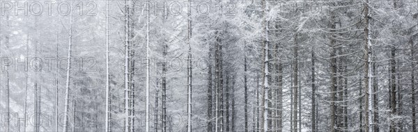 Spruce forest with snow and fog in the Harz mountains