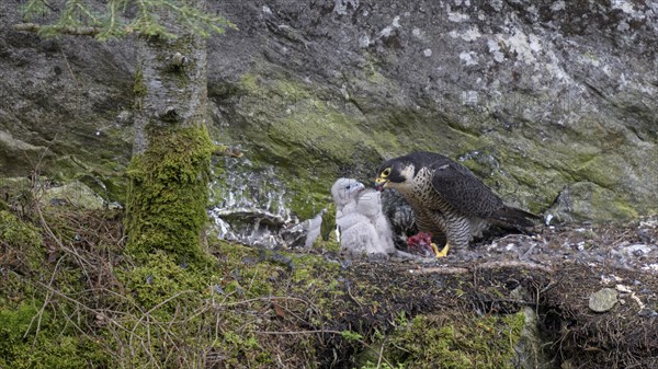 Peregrine falcon Falcon