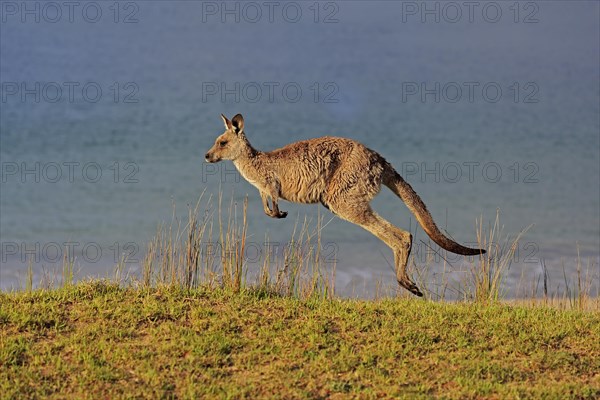 Eastern grey kangaroo