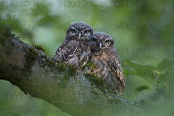 Little owl