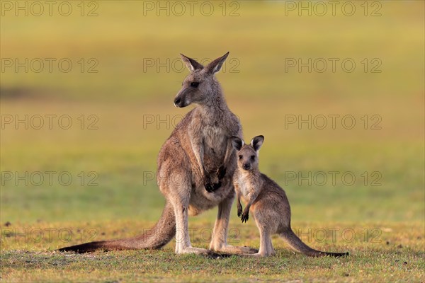 Eastern giant grey kangaroo
