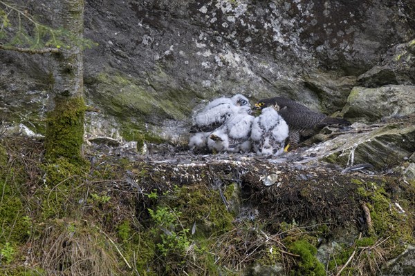 Peregrine falcon Falcon