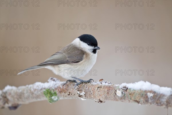 Willow tit