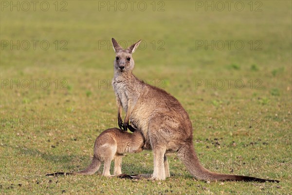 Eastern grey kangaroo