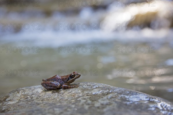 Pyrenean Frog