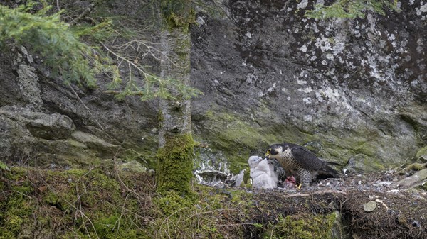 Peregrine falcon Falcon