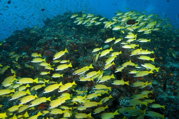 School of fish blue stripe snapper