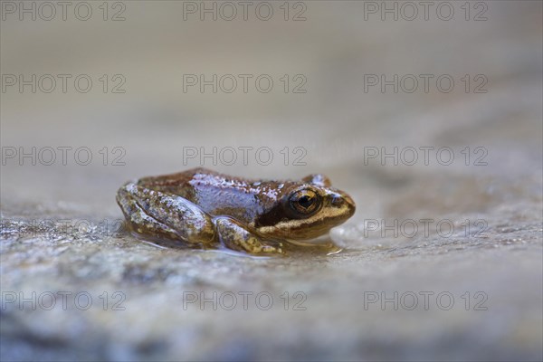 Pyrenean Frog