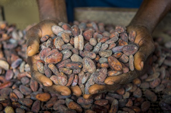 Woman holding cocoa beans in ther hands
