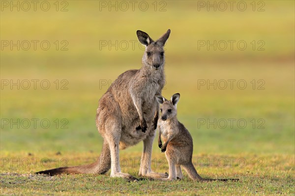Eastern giant grey kangaroo