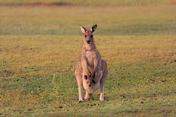 Eastern giant grey kangaroo