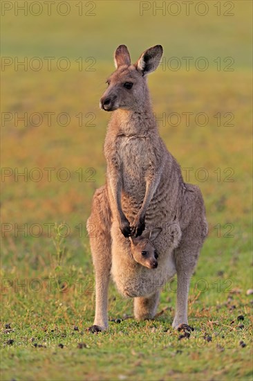 Eastern giant grey kangaroo