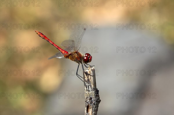Blood Ruddy Darter