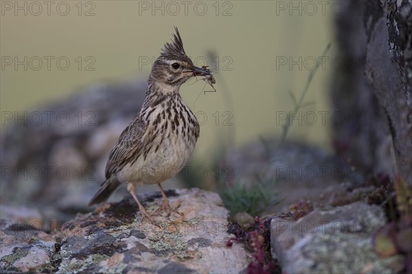 Thekla Lark