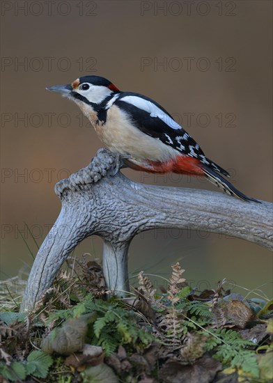Great spotted woodpecker